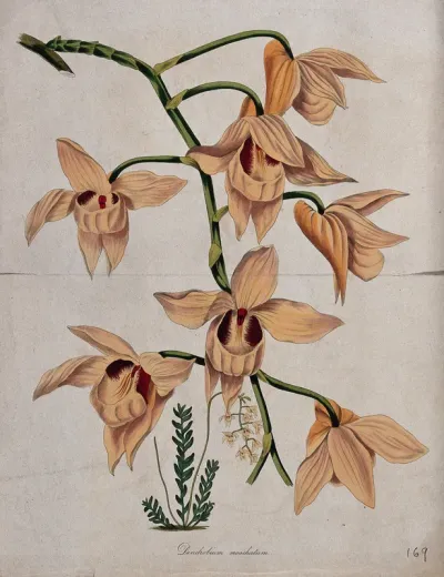 An orchid (Dendrobium moschatum): flowering stem
