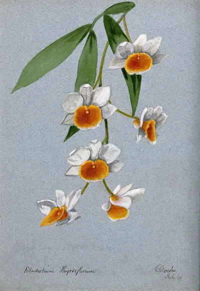 An orchid (Dendrobium thyrsiflorum): flowering stem