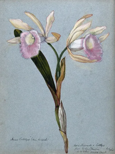 An orchid hybrid (Brassavola x Cattleya "Edwin Wheeler"): flowering stem