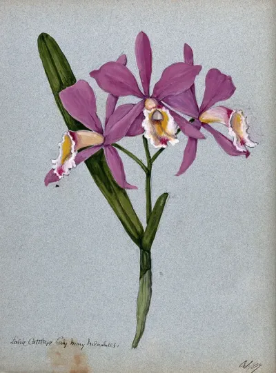 An orchid hybrid (Laelia x Cattleya "Lady Mary Measures"): flowering stem and leaves
