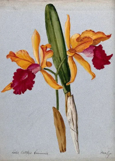An orchid hybrid (Laelia x Cattleya luminosa): flowering stem and leaves