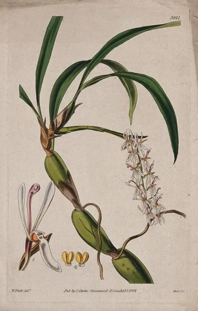 An orchid (Otochilus fusca): flowering stem and floral segments