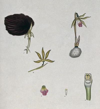 An orchid (Pogonia bulbosa): flowering plant and floral segments