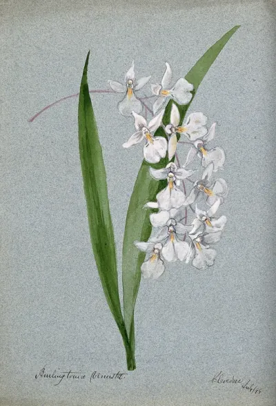 An orchid (Rodgersia species): flowers and leaves