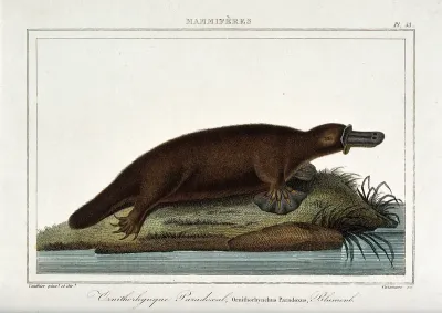 An ornithorhynchus (duck billed platypus)