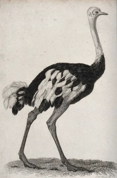 An ostrich. Etching by J. Le Keux