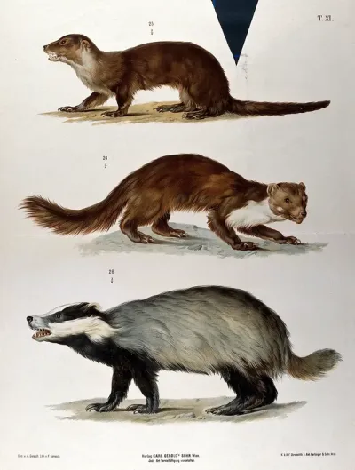 An otter (?), a weasel (?) and a badger