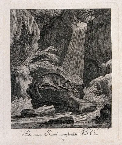 An otter devouring a fish on a rock in the river near a waterfall