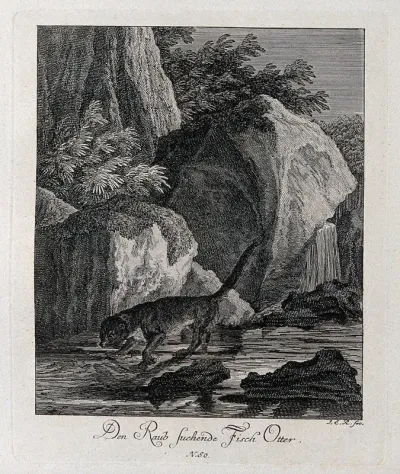 An otter lying in wait for prey on a rock in a river