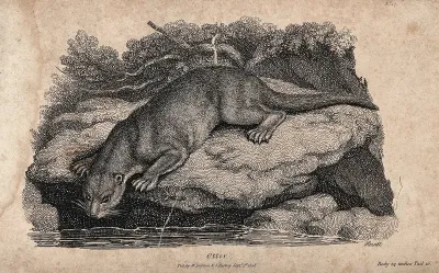 An otter sitting on a rock above a lake looking for prey in the water
