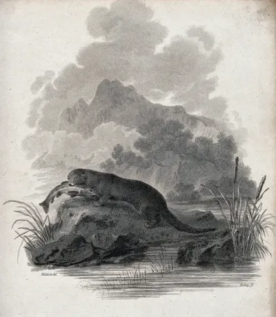 An otter sitting on a rock in the river having just caught a pike