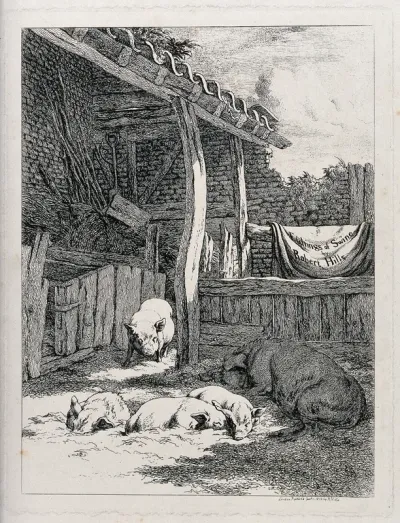 An outdoor pen of five pigs with the interior of a farm shed behind