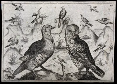 An owl and cuckoo with other birds behind