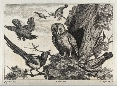 An owl being mocked by other birds