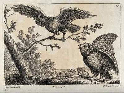 An owl defending her chicks from an attacking eagle