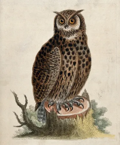 An owl sitting on the stump of a tree before a forest