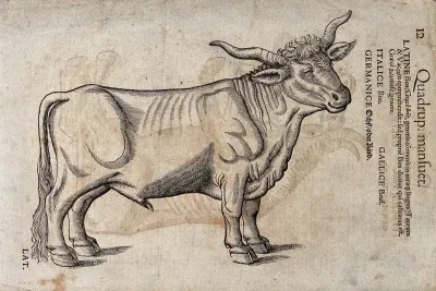 An ox. Woodcut after C. Gessner
