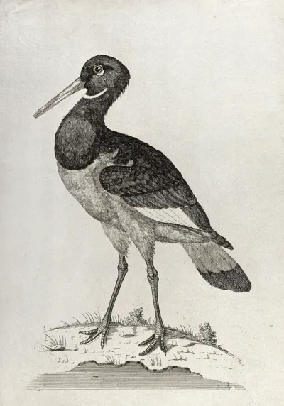 An oyster-catcher