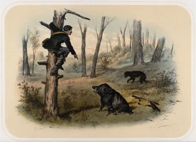 An unarmed huntsman, threatened by a wild boar, takes refuge in a tree