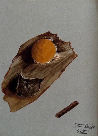 An unidentified fungus: one fruiting body on wood, both life sized and enlarged