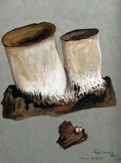 An unidentified fungus: two fruiting bodies on wood, both life sized and enlarged