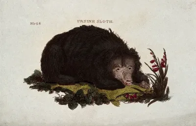 An ursine sloth lying in a meadow