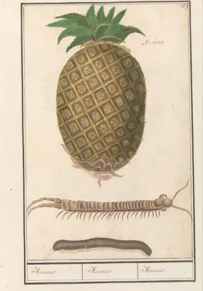 Ananas (Ananas comosus)