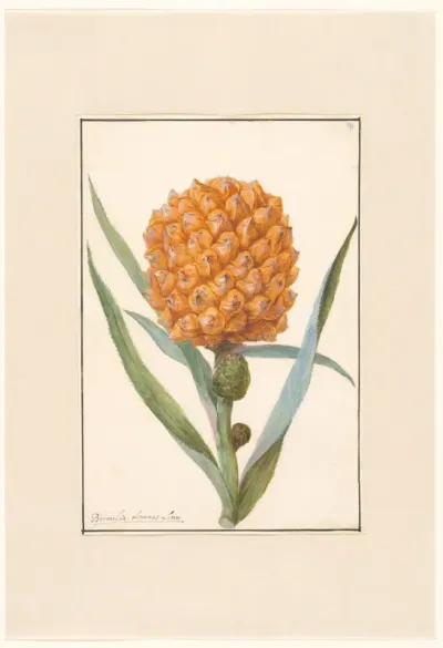 Ananas op tak