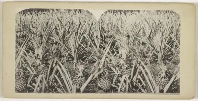 Ananas-plantage in Puerte Rico