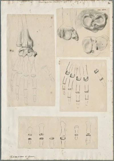 Anatomical drawings: bones of the hand and wrist