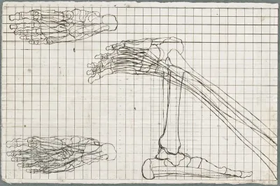 Anatomical drawings: bones of the leg and foot