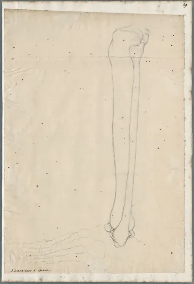 Anatomical drawings: bones of the lower left leg