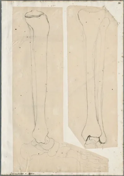 Anatomical drawings: bones of the lower leg