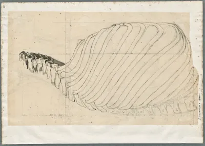 Anatomical drawings: bones of the neck and chest, lateral view (thoracic vertebrae and ribs)