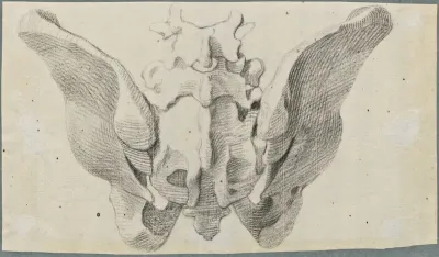 Anatomical drawings: bones of the pelvis, dorsal view