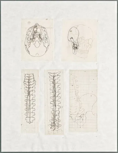 Anatomical drawings: bones of the spine and skull