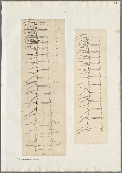 Anatomical drawings: bones of the spine, frontal view (lumbar vertebrae)