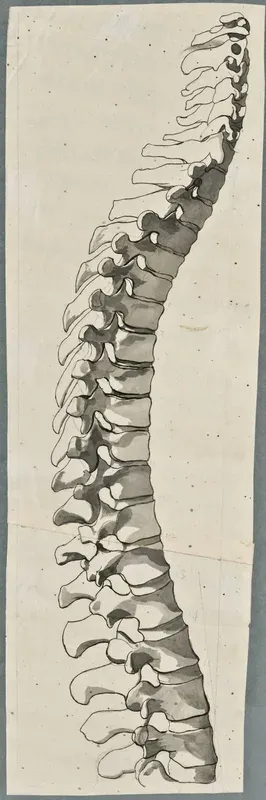 Anatomical drawings: bones of the spine, lateral view (lumbar vertebrae)