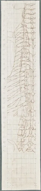 Anatomical drawings: bones of the spine