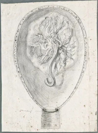 Anatomical drawings: interior of the womb, without foetus