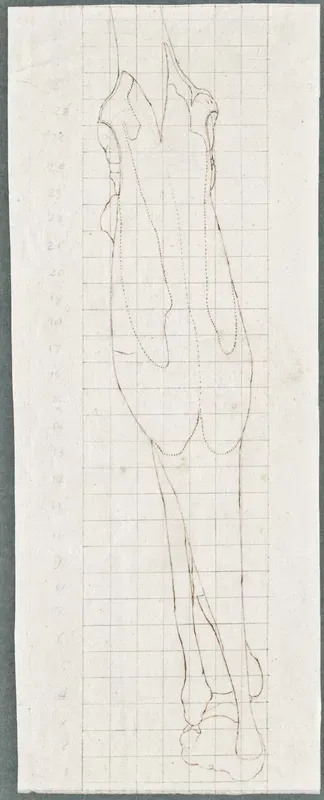 Anatomical drawings: muscles of the leg