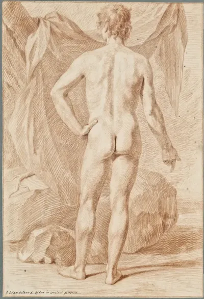 Anatomical drawings: standing young man, dorsal view