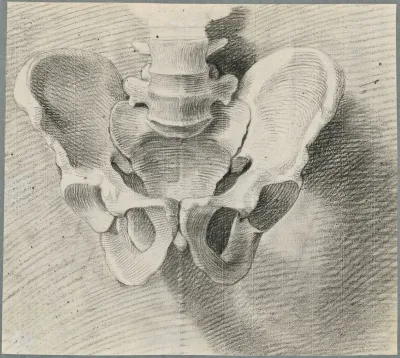 Anatomical drawings: the pelvis, frontal view