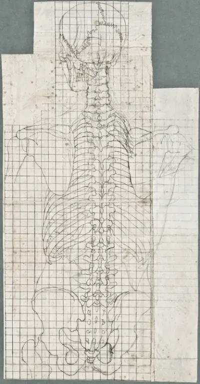 Anatomical drawings: upper body, dorsal view