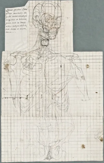 Anatomical drawings: upper body, frontal view