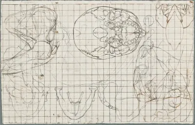 Anatomical drawings: various views of the skull