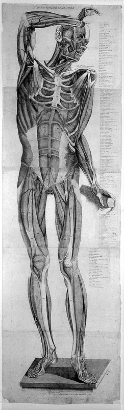 Anatomical figure: anterior view of a skeleton, with muscles modelled in wax