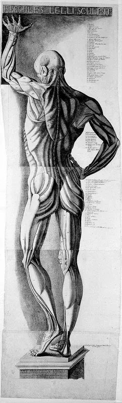 Anatomical figure: posterior view of the écorché figure in the anatomy theatre at Bologna