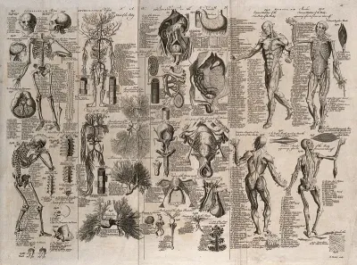 Anatomical figures: includes écorché figures, details of the skeleton, the circulatory system, internal and reproductive organs
