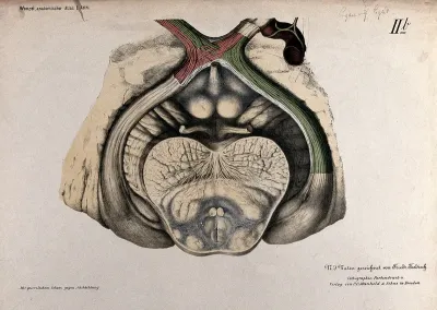 Anatomical section of the brain showing the optic chiasma